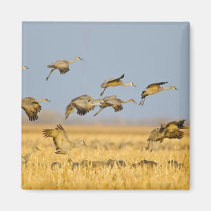 Sandhill cranes land in corn fields magnet