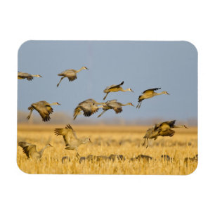 Sandhill cranes land in corn fields magnet