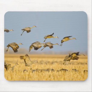 Sandhill cranes land in corn fields mouse pad