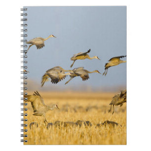 Sandhill cranes land in corn fields notebook