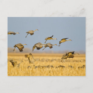 Sandhill cranes land in corn fields postcard