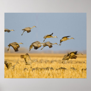 Sandhill cranes land in corn fields poster