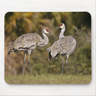 Sandhill Cranes Mouse Pad