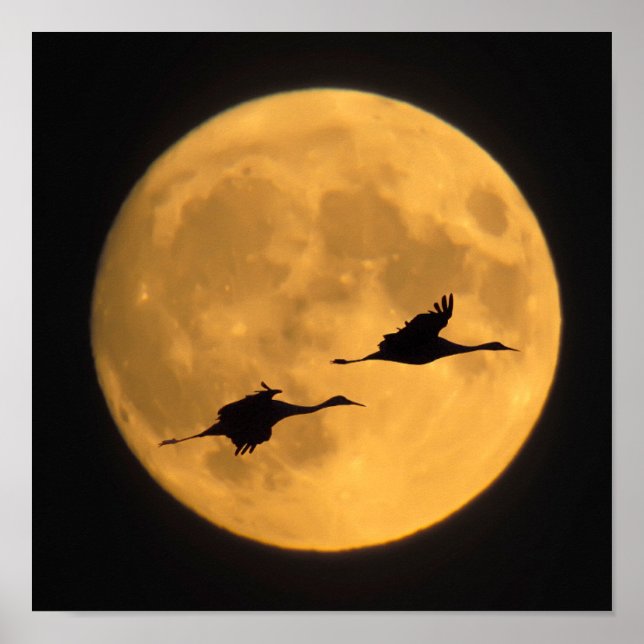 Sandhill Cranes | National Wildlife Reserve Poster (Front)