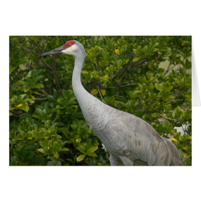 Sandhill Cranes Photo (Front Horizontal)