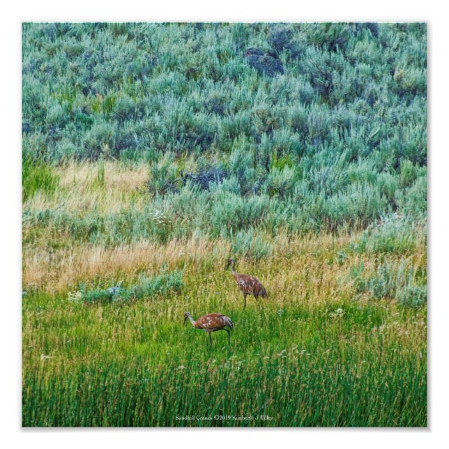 Sandhill Cranes Photo Print (Front)