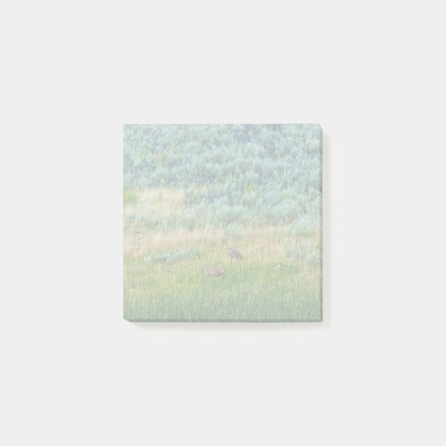 Sandhill Cranes Post-it Notes (Front)