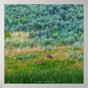 Sandhill Cranes Poster
