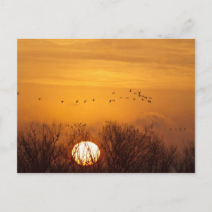 Sandhill cranes silhouetted aginst rising sun postcard