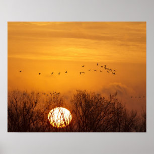 Sandhill cranes silhouetted aginst rising sun poster
