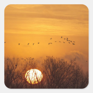 Sandhill cranes silhouetted aginst rising sun square sticker