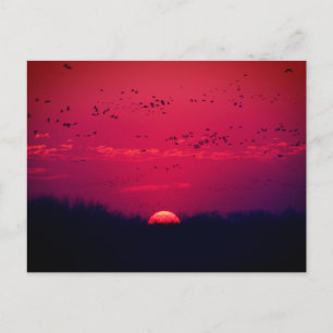 Sandhill Cranes Spring Migration Postcard #3 2018