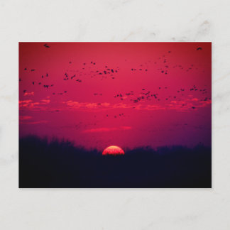 Sandhill Cranes Spring Migration Postcard #3  2018