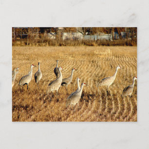 Sandhilll Cranes Postcard