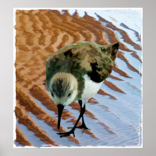 Sandpiper at the Beach Poster