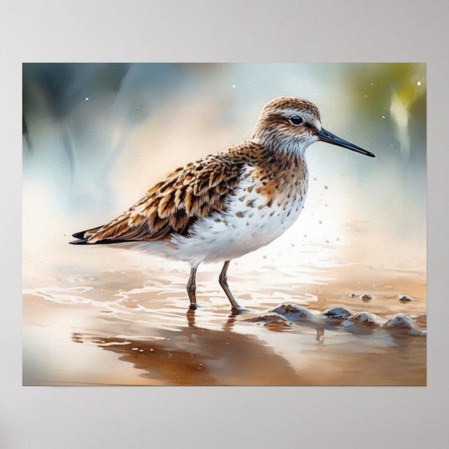 Sandpiper Bird Art Print Poster (Front)