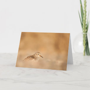 Sandpiper Bird Nature Photo Card