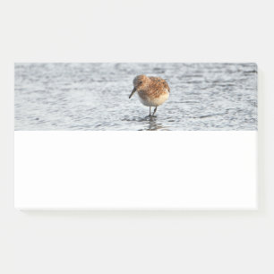 Sandpiper Bird Photo Stationery Note Pad