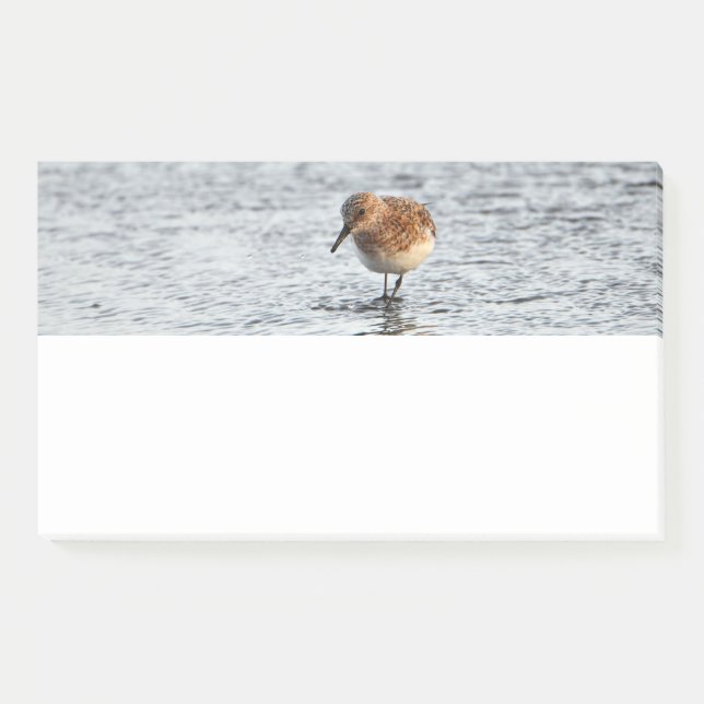 Sandpiper Bird Photo Stationery Note Pad (Front)