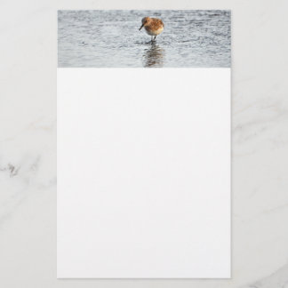 Sandpiper Bird Photo Stationery Paper