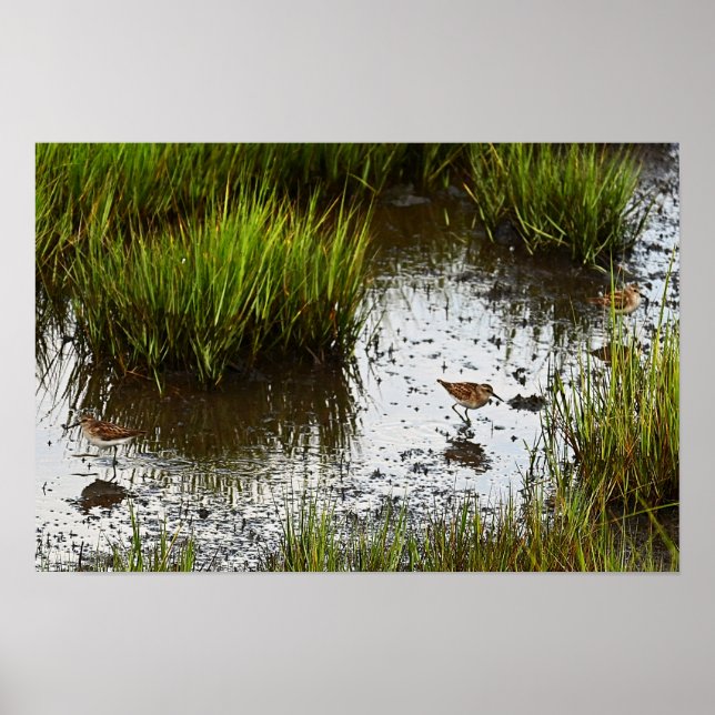 Sandpiper Birds in the Marsh Poster (Front)