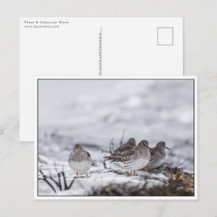 Sandpiper Birds Nature Photo Postcard