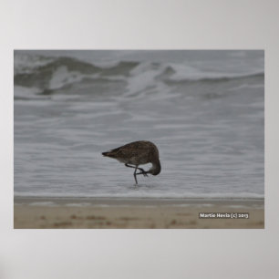 Sandpiper Bows Poster