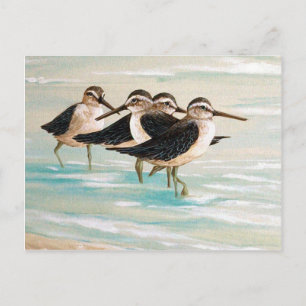 Sandpiper Family Postcard