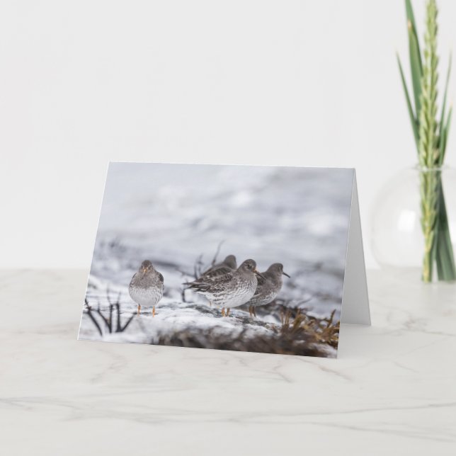 Sandpiper Nature Photo Card (Front)