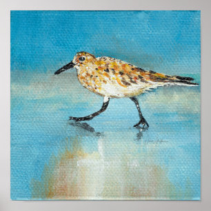 Sandpiper North American Wading Shorebird Poster