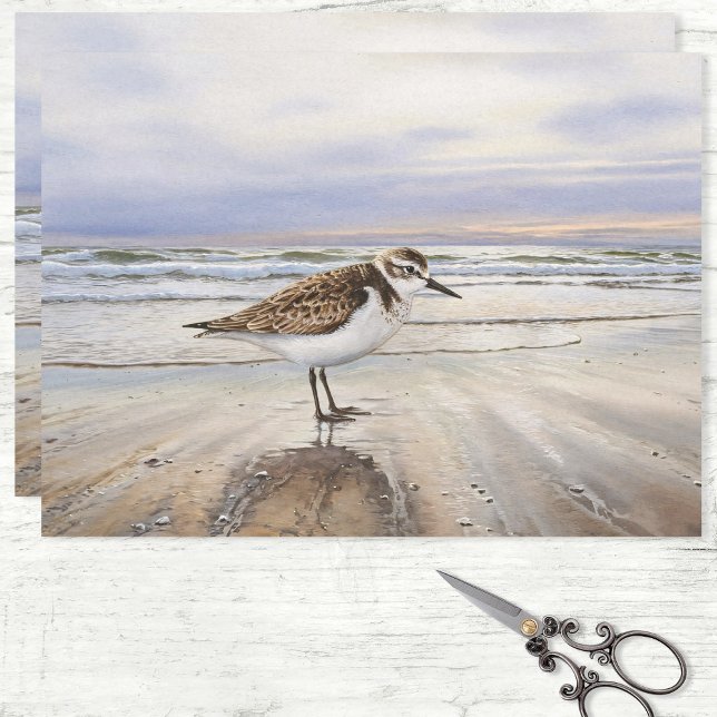 Sandpiper on the Beach Bird Art Decoupage Tissue Paper (Creator Uploaded)