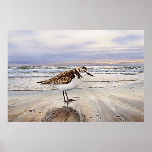 Sandpiper on the Beach Bird Art Poster (Front)