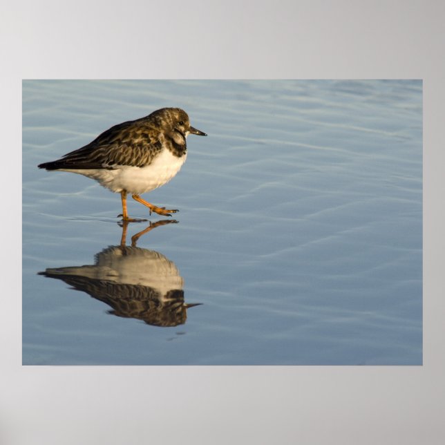 Sandpiper on Water Print (Front)