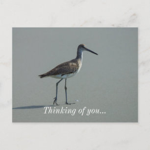 Sandpiper Pose Postcard