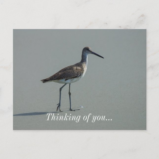 Sandpiper Pose Postcard (Front)