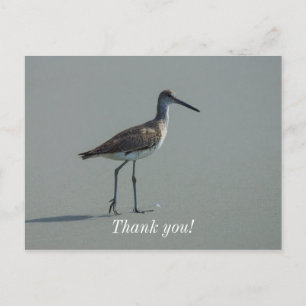 Sandpiper Pose Postcard