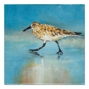 Sandpiper  Shorebird Glossy Poster