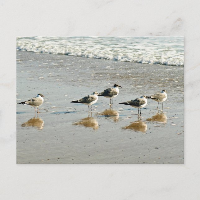 Sandpipers at the ocean's edge postcard (Front)