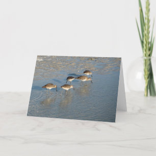 Sandpipers notecard
