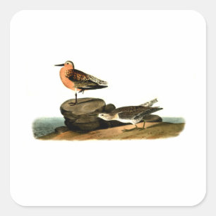 Sandpipers on Beach Drawing - Vintage Illustration Square Sticker