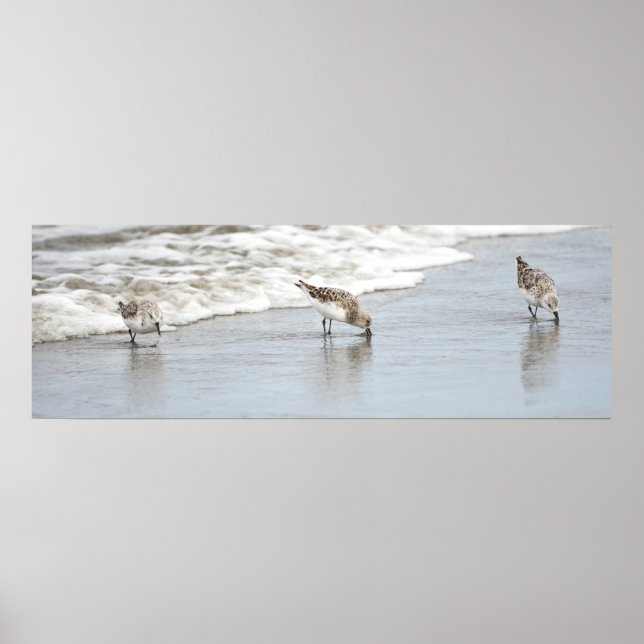 Sandpipers on the Beach Photo Poster Print (Front)