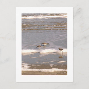 Sandpipers Postcard
