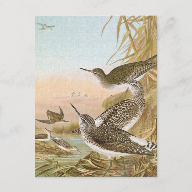 "Sandpipers" Vintage Bird Illustration Postcard (Front)