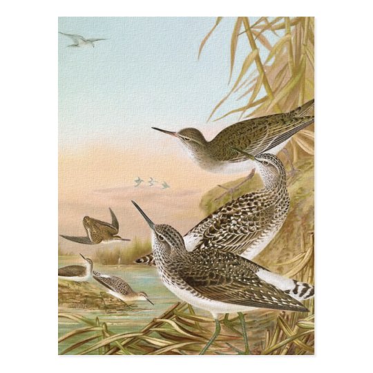 "Sandpipers" Vintage Bird Illustration Postcard
