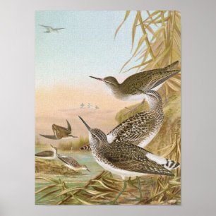 "Sandpipers" Vintage Bird Illustration Poster