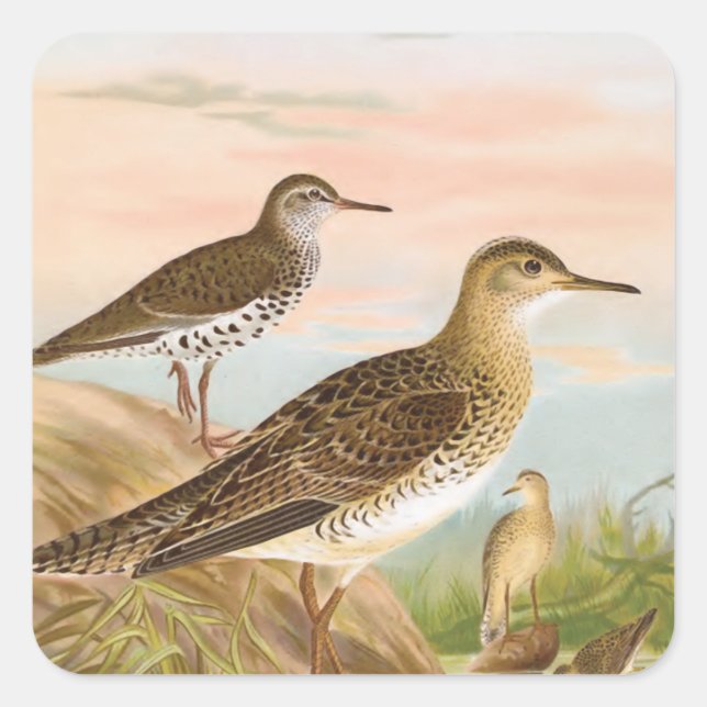 Sandpipers Vintage Bird Illustration Square Sticker (Front)