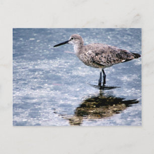 Sandpipper Postcard