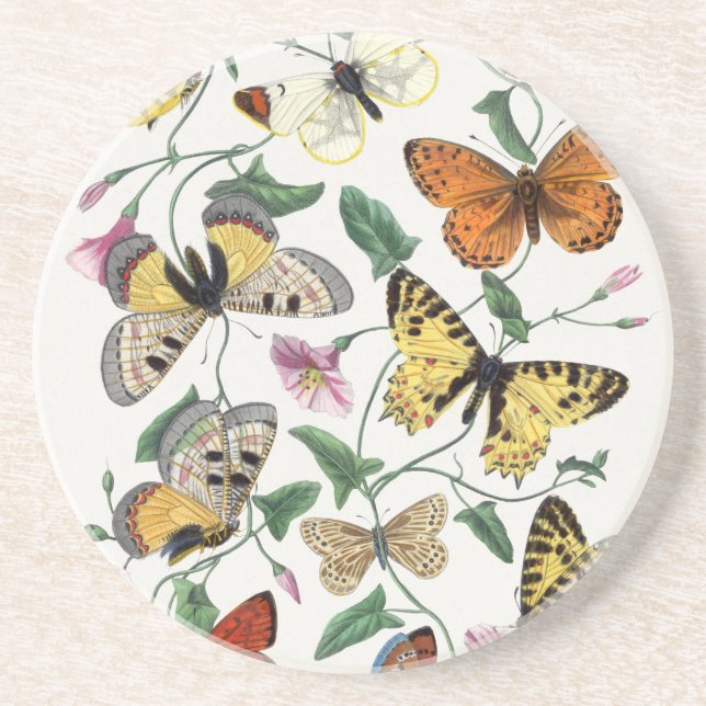Sandstone Butterfly Antique Illustration Coaster (Front)