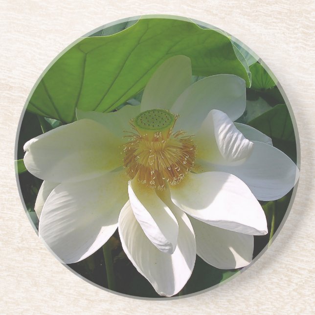 Sandstone Coaster with delicate white Lotus Flower (Front)