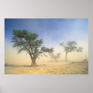 Sandstorm In Kalahari Desert, Kgalagadi Poster